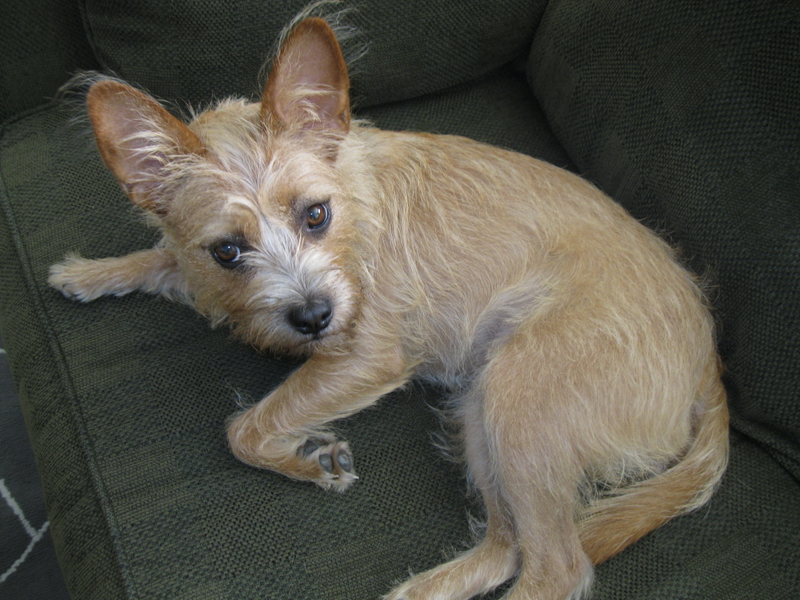 Illustration for article titled Let's discuss how cute my dog is. Go.